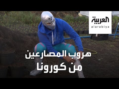 شاهد مصارعو المكسيك يهربون من كورونا إلى جزر تاريخية