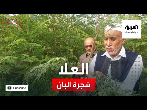 شاهد شجرة البان أيقونة الزراعة في محافظة العلا